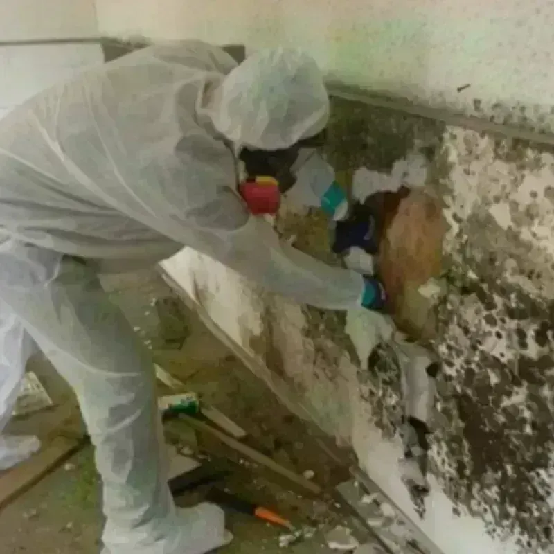 Mold Remediation and Removal in Comer, GA